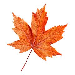 Obraz premium autumn maple leaf on a transparent background