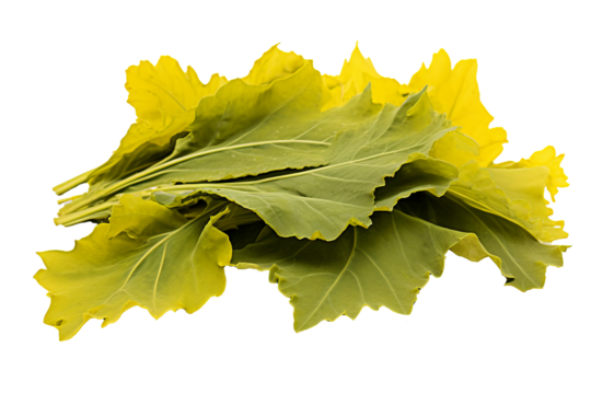 Fresh mustard leaves isolated on transparent background, high-quality PNG for food and culinary design projects, featuring lush green leaves with detailed texture and natural organic appeal