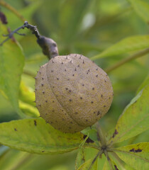 Beautiful close-up of the fruit of aesculus glabra