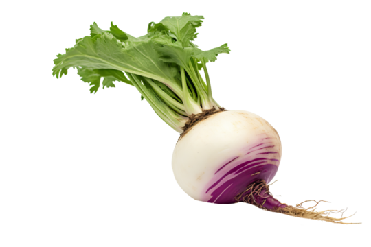 Fresh whole turnip isolated on transparent background, ideal for healthy food illustrations, digital art projects, and culinary design elements