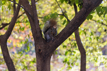 Autumn scene with Sciurus rodent animal. Wildlife nature. Gray squirrel in forest. Eastern gray squirrel outdoor. Wild animal in nature. Squirrel on the tree. Rodent animal fauna. Wild rodents