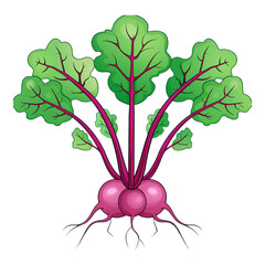 art of beetroot with leaf on transparent background