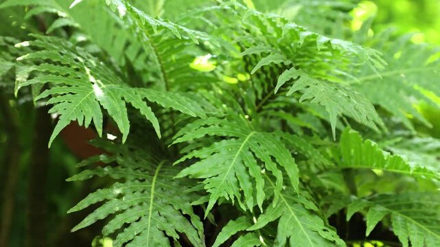 Fresh green leaves in garden. Selective focus. Beautiful scene with wild green leafs, nature background footage