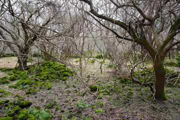 mossy rocks and bare trees with vines in winter forest