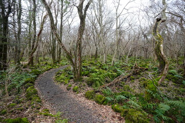 winter path through ferns and bare old trees