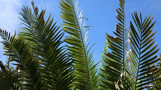Palm tree over blue sky background. Beautiful palm tree leaves with blue sky. Palm leaves waving in the wind