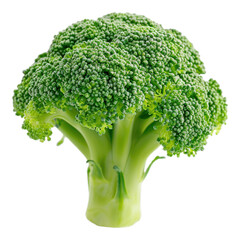 broccoli on a transparent background