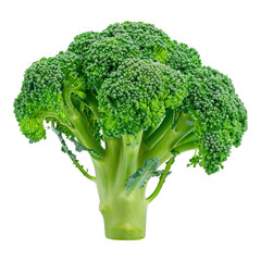 broccoli on a transparent background