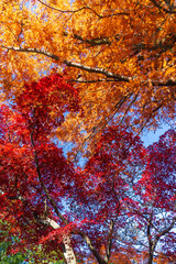 日本の風景・秋　小江戸川越　紅葉の中院