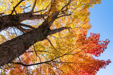 日本の風景・秋　小江戸川越　紅葉の中院