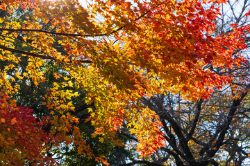 日本の風景・秋　小江戸川越　紅葉の中院