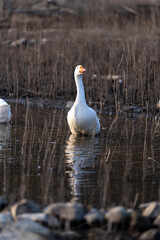 gooses swimming in a lake