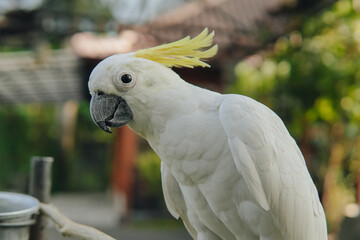 Sulphur-crested cockatoo, a white parrot with a yellow beak stands on a ledge.