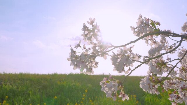 Cherry blossoms in full bloom illuminated by sunlight.  4k 10bit footage.	
