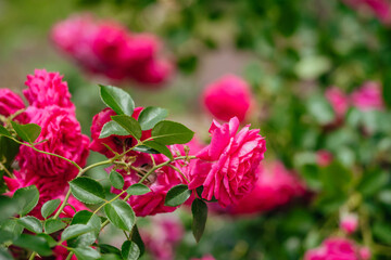 神代植物公園に咲くピンク色のバラ