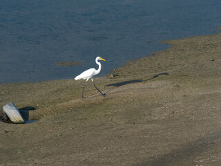 大和川中州のダイサギ