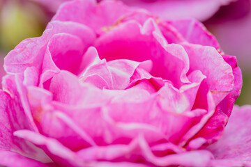 神代植物公園に咲くピンク色のバラ