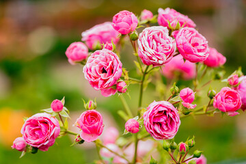 神代植物公園に咲くピンク色のバラ