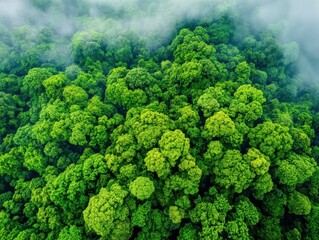 Aerial view of lush green forest canopy with dense foliage, illuminated by soft light, creating a serene and peaceful atmosphere.