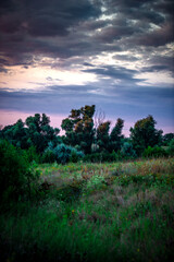 Summer sunrise in the forest . Woodlands at summer . Landscape with beautiful forest and trees , purple sky , sunrise in the sky . Green woods , morning forest . Mystery landscape . Wild nature 