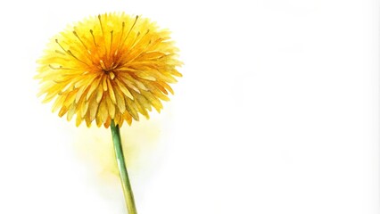 Watercolor painting of a yellow dandelion blossom on a single stem, botanical art