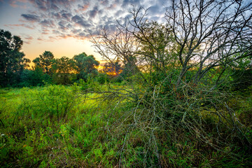 Summer morning landscape , field in forest . Green field near the forest , grass . Beautiful sky , clouds in the sky , landscape witn forest and field , green grass green trees . Sunlights