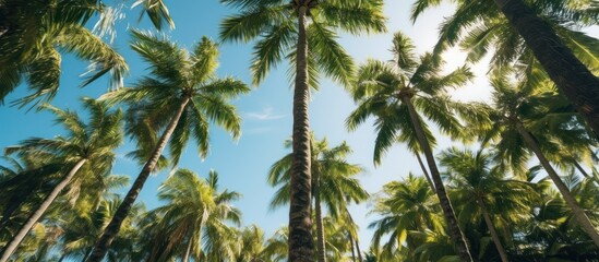 Fototapeta premium Looking Up at a Tropical Paradise