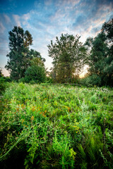 Summer morning landscape , field in forest . Green field near the forest , grass . Beautiful sky , clouds in the sky , landscape witn forest and field , green grass green trees . Sunlights