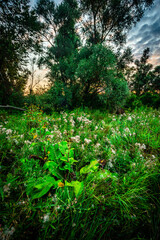 Big green grass on trees in forest , summer sunrise and morning in woodlands . Beautiful sky , a lot of grass , sunlight . Wild naure at summer morning , green colors. Trees covered by grass 