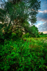 Obraz premium Big green grass on trees in forest , summer sunrise and morning in woodlands . Beautiful sky , a lot of grass , sunlight . Wild naure at summer morning , green colors. Trees covered by grass 