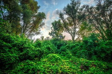 Obraz premium Big green grass on trees in forest , summer sunrise and morning in woodlands . Beautiful sky , a lot of grass , sunlight . Wild naure at summer morning , green colors. Trees covered by grass 