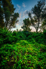 Big green grass on trees in forest , summer sunrise and morning in woodlands . Beautiful sky , a lot of grass , sunlight . Wild naure at summer morning , green colors. Trees covered by grass 