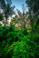 Big green grass on trees in forest , summer sunrise and morning in woodlands . Beautiful sky , a lot of grass , sunlight . Wild naure at summer morning , green colors. Trees covered by grass 