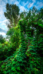 Big green grass on trees in forest , summer sunrise and morning in woodlands . Beautiful sky , a lot of grass , sunlight . Wild naure at summer morning , green colors. Trees covered by grass 