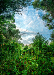 Big green grass on trees in forest , summer sunrise and morning in woodlands . Beautiful sky , a lot of grass , sunlight . Wild naure at summer morning , green colors. Trees covered by grass 