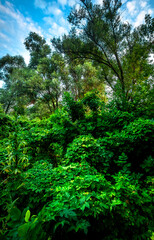 Big green grass on trees in forest , summer sunrise and morning in woodlands . Beautiful sky , a lot of grass , sunlight . Wild naure at summer morning , green colors. Trees covered by grass 