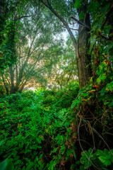 Fototapeta premium Big green grass on trees in forest , summer sunrise and morning in woodlands . Beautiful sky , a lot of grass , sunlight . Wild naure at summer morning , green colors. Trees covered by grass 