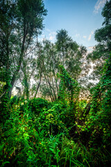 Big green grass on trees in forest , summer sunrise and morning in woodlands . Beautiful sky , a lot of grass , sunlight . Wild naure at summer morning , green colors. Trees covered by grass 
