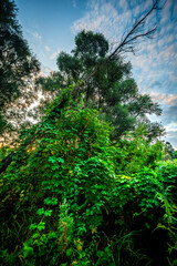 Fototapeta premium Big green grass on trees in forest , summer sunrise and morning in woodlands . Beautiful sky , a lot of grass , sunlight . Wild naure at summer morning , green colors. Trees covered by grass 
