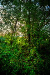 Big green grass on trees in forest , summer sunrise and morning in woodlands . Beautiful sky , a lot of grass , sunlight . Wild naure at summer morning , green colors. Trees covered by grass 
