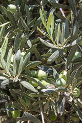 green olive fruits close up on tree branch with lush foliage and copy space. concept - gardening and harvest