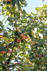 Apple fruits ripening on the branch. Against the sky.