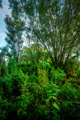 Big green grass on trees in forest , summer sunrise and morning in woodlands . Beautiful sky , a lot of grass , sunlight . Wild naure at summer morning , green colors. Trees covered by grass 