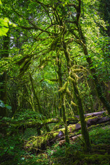 Forêt humide au abord de la Valserine