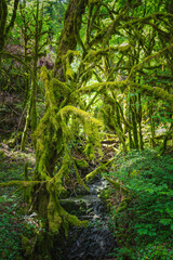 Forêt humide au abord de la Valserine