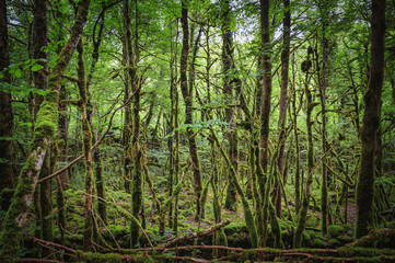 Obraz premium Forêt humide au abord de la Valserine