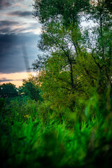 Trees in woodlands , forest beauty . Green leafs , summer morning , green grass , sunlights on field , beautiful landscape . Summer sunrise in forest , woodlands .Trees covered by grass .Clouds 