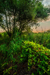 Trees in woodlands , forest beauty . Green leafs , summer morning , green grass , sunlights on field , beautiful landscape . Summer sunrise in forest , woodlands .Trees covered by grass .Clouds 