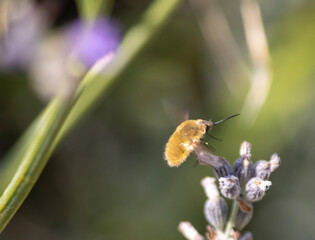 bee like insect  furry cute flying insect.