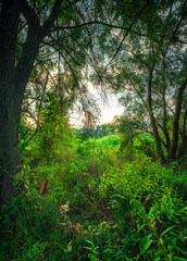 Trees in woodlands , forest beauty . Green leafs , summer morning , green grass , sunlights on field , beautiful landscape . Summer sunrise in forest , woodlands .Trees covered by grass .Clouds 